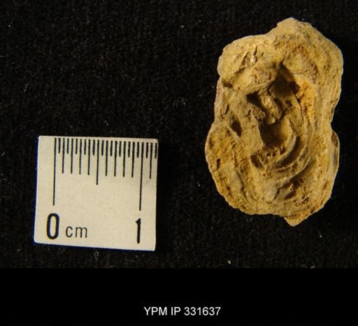 undet. Bryozoa