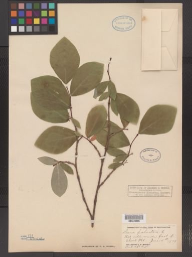 Dirca palustris
