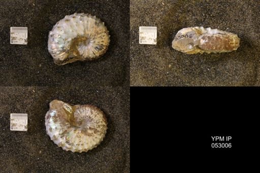 Discoscaphites gulosus