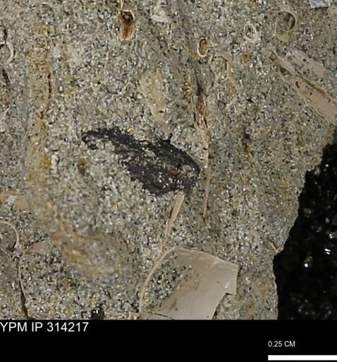 undet. Scaphopoda