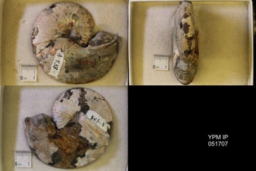 Hoploscaphites nicolletii