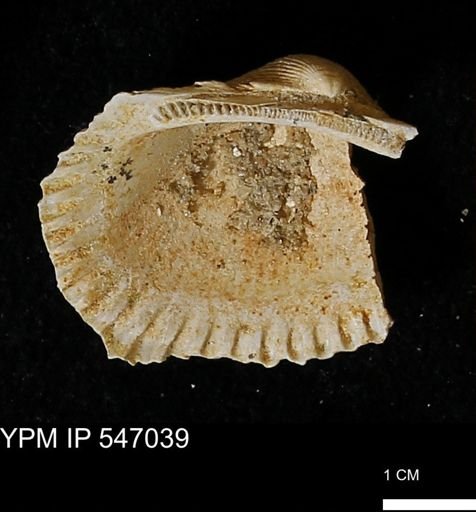 Scapharca transversa