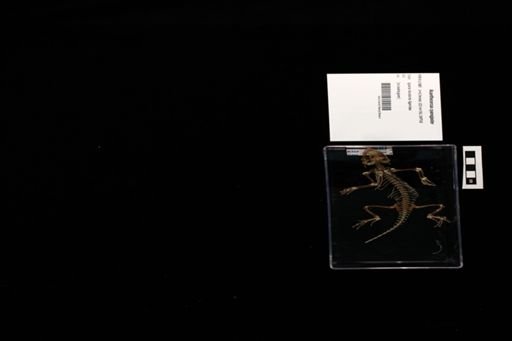 Acanthocercus cyanogaster
