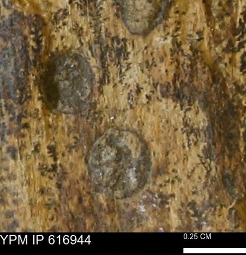 Teredo sp.