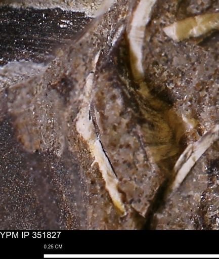 undet. Bivalvia