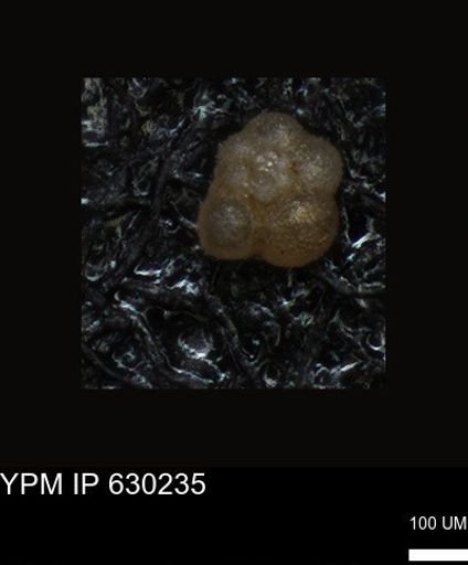undet. Foraminiferida