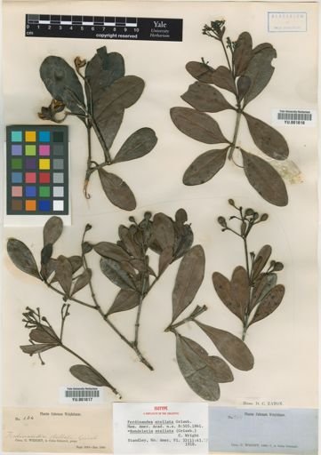 Rondeletia stellata