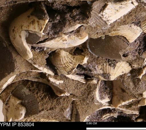 Parallelodon sp.