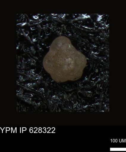 undet. Foraminiferida