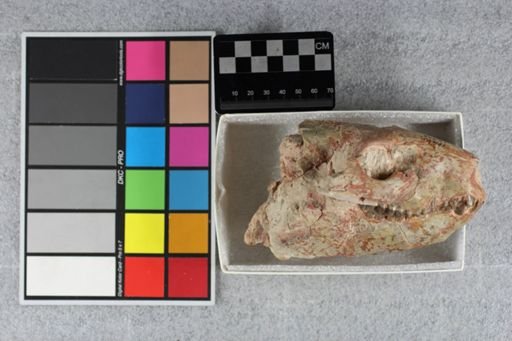 Merycoidodon gracilis