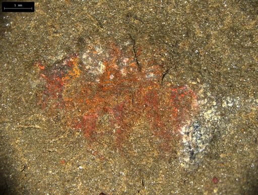 undet. Lobopodia