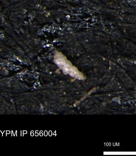 Verneuilinoides kansasensis