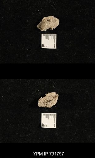 undet. Bryozoa