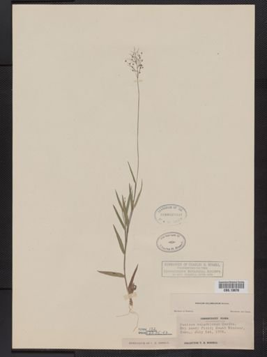 Panicum columbianum
