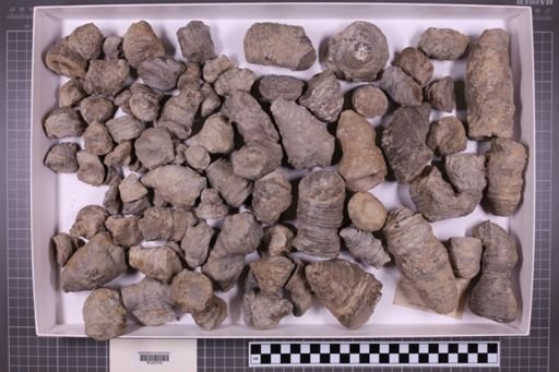 mixed taxa, stratigraphic collection