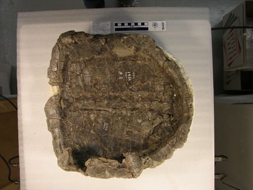 Hadrianus corsoni
