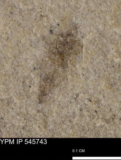 undet. Insecta