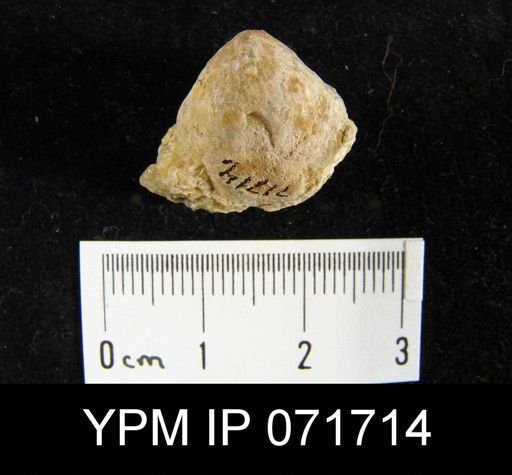 Merista tennesseensis