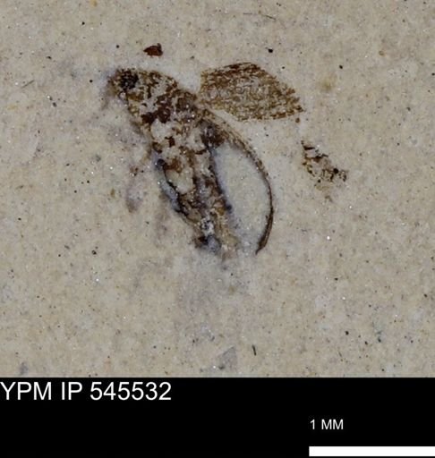 undet. Coleoptera