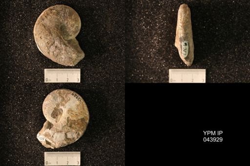 Hoploscaphites nicolletii