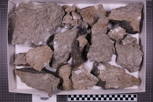 mixed taxa, stratigraphic collection