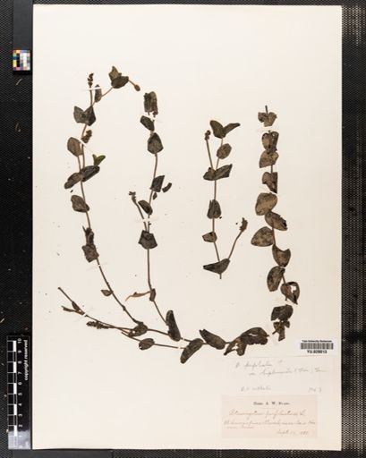 Potamogeton perfoliatus