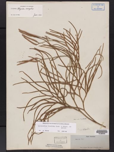 Lycopodium