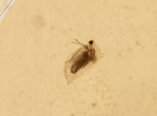 Daphnia pulex
