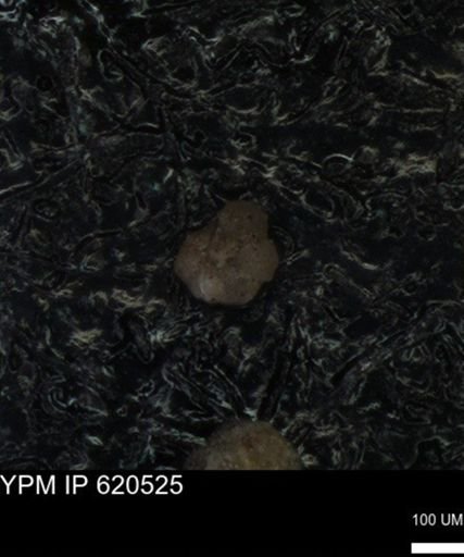 undet. Rugoglobigerinidae