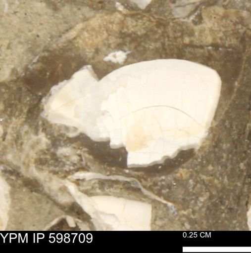 Mollusca