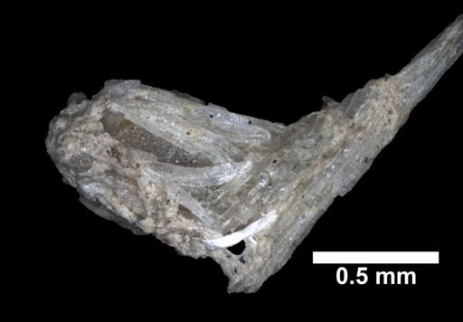 Chrysogorgia fewkesii multiflora