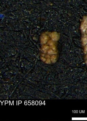 Ammobaculoides phaulus