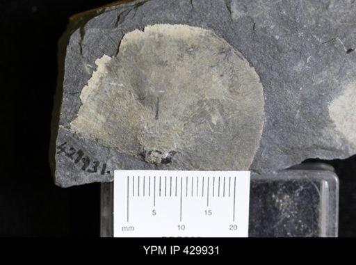 Protoleptostrophia perplana