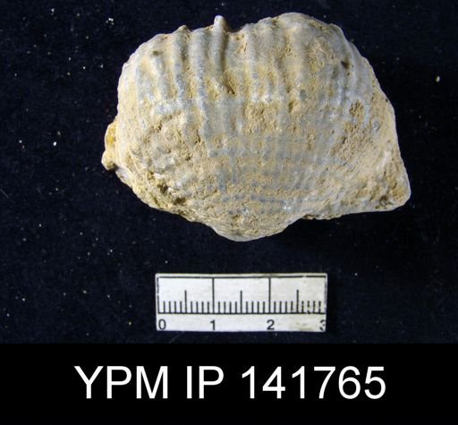 Productus (Dictyoclostus) indicus