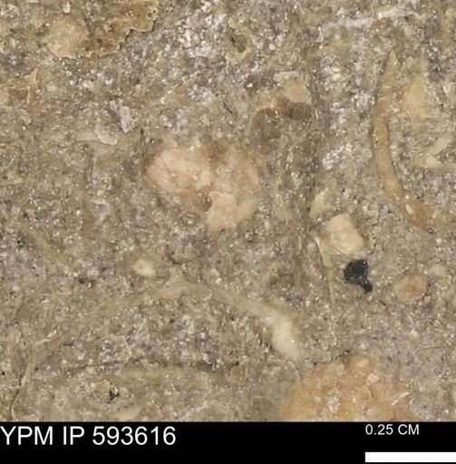 undet. Mollusca