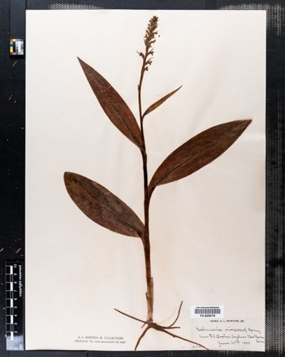 Habenaria