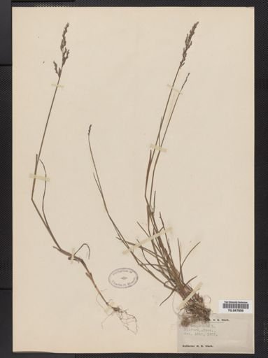 Poa compressa