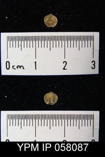 Anoplotheca concava