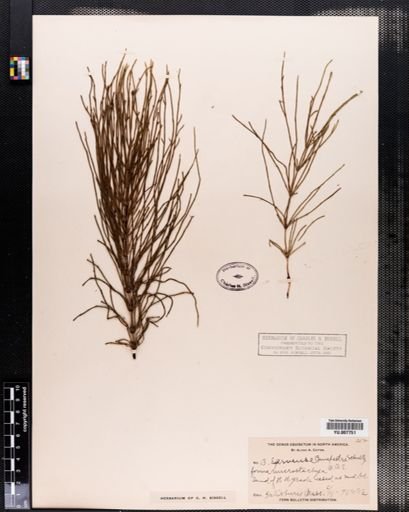 Equisetum arvense