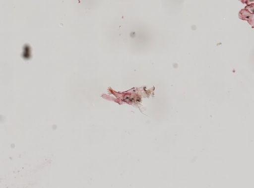 Ampithoe valida