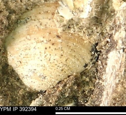 Protocardia subquadrata