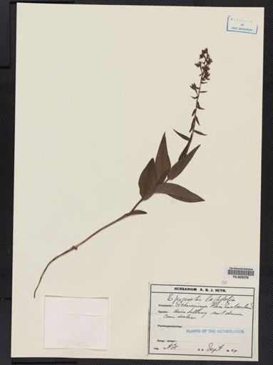 Epipactis latifolia