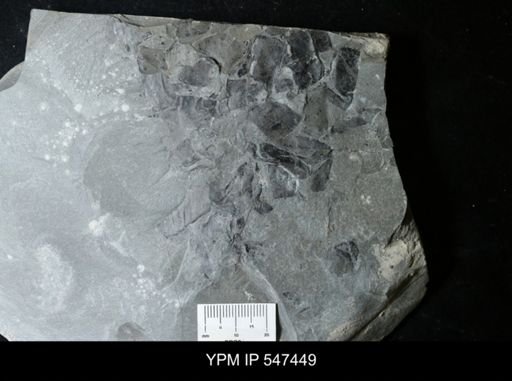 undet. Eurypterida