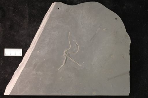 cf. Furcaster