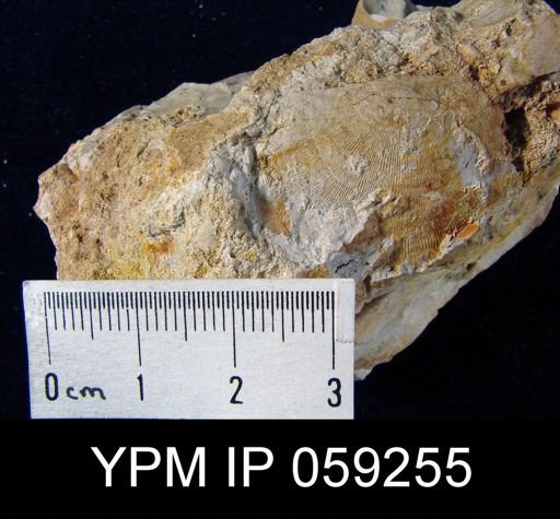 Stropheodonta sp.