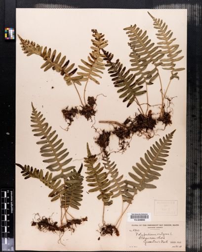 Polypodium virginianum