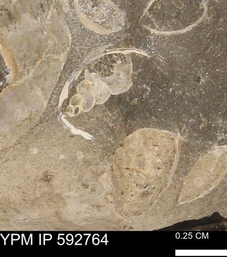 undet. Gastropoda