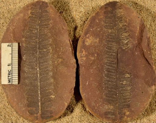 Pecopteris