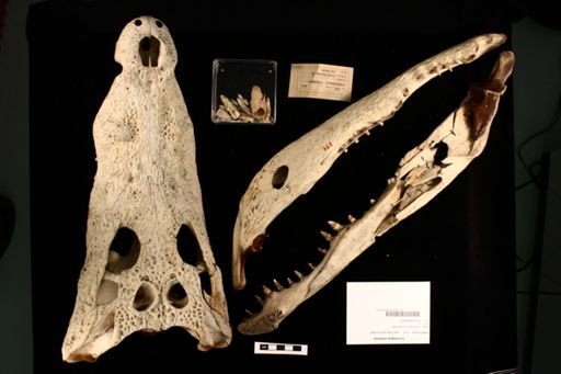 Crocodylus niloticus