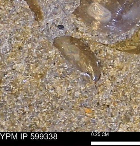 Protocardia subquadrata